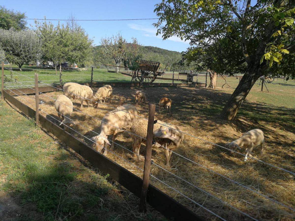 Mas Des Gardies Saint-Julien-de-Peyrolas ภายนอก รูปภาพ